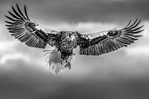 Magnificent av Sven Nordlund