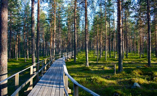 Spången i Fattenborg. Foto: Åsa Morin.