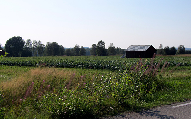 Broccoli i Börjelsbyn. Foto: Viktor Nilsson.