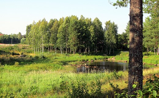 Litet vattendrag i Gammelgården. Foto: Viktor Nilsson.