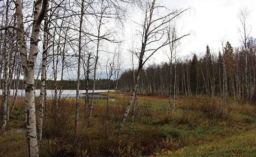 Törböle.